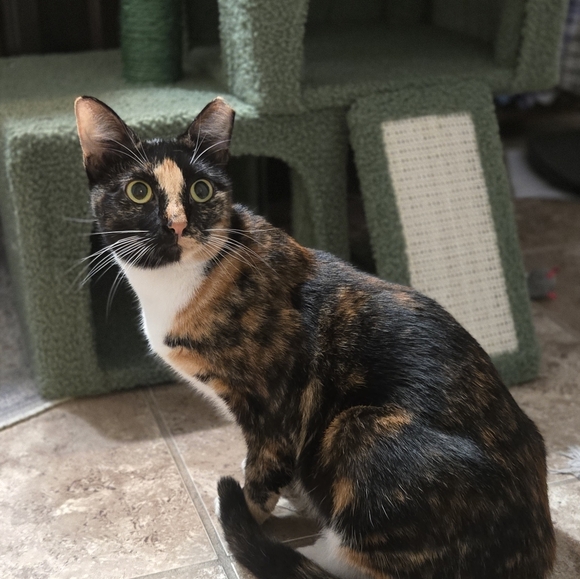 Meet your Posher, Raven - Picture 15 of 16